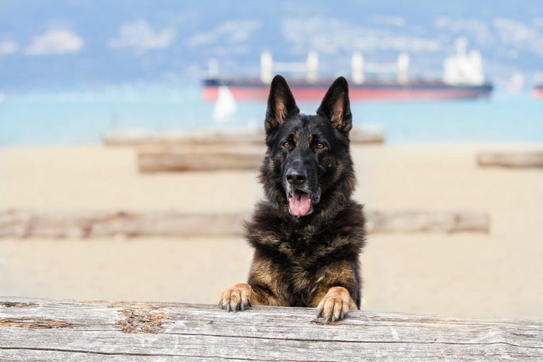 Services Zen Dog Canine Training