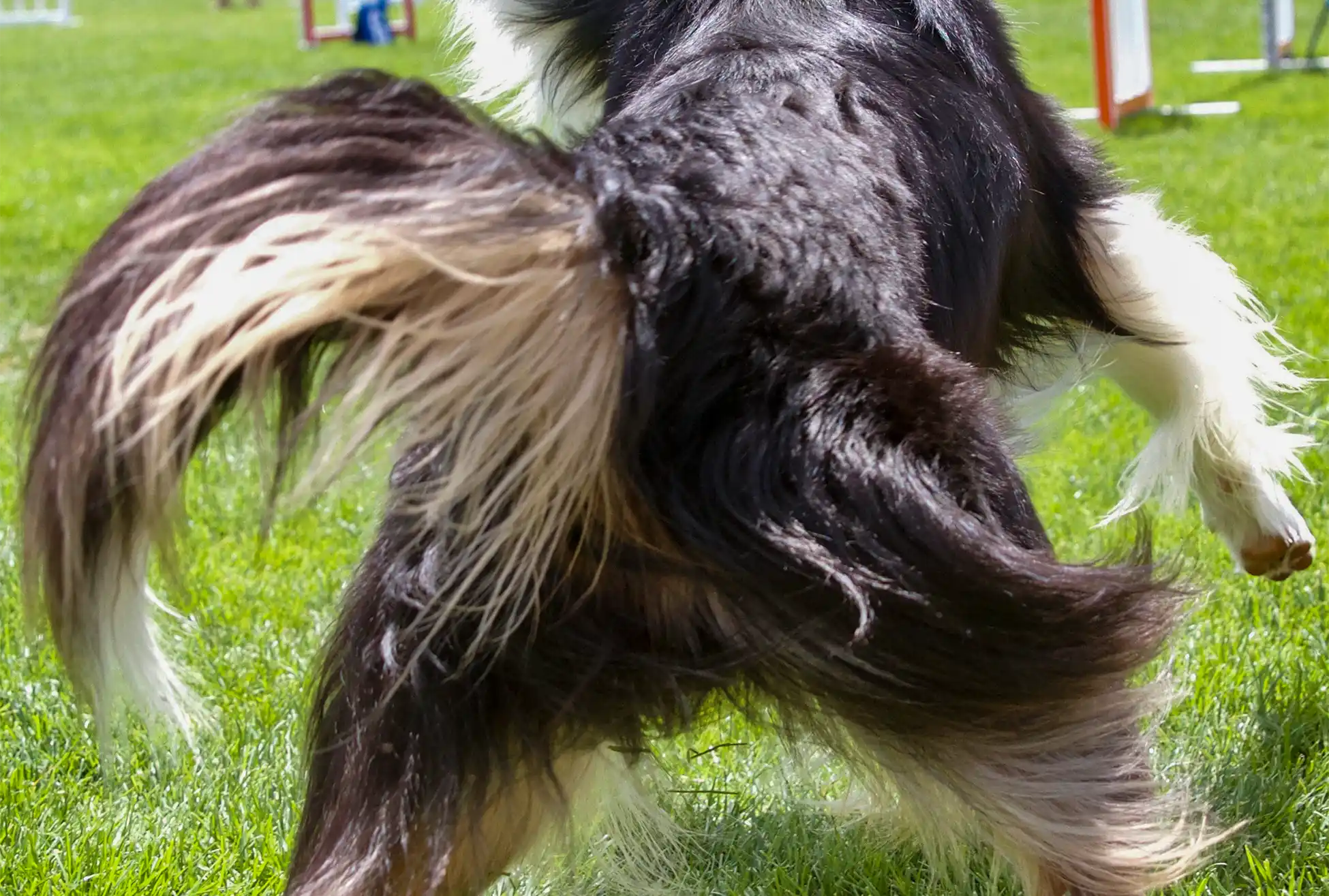 FAQ Zen Dog Canine Training