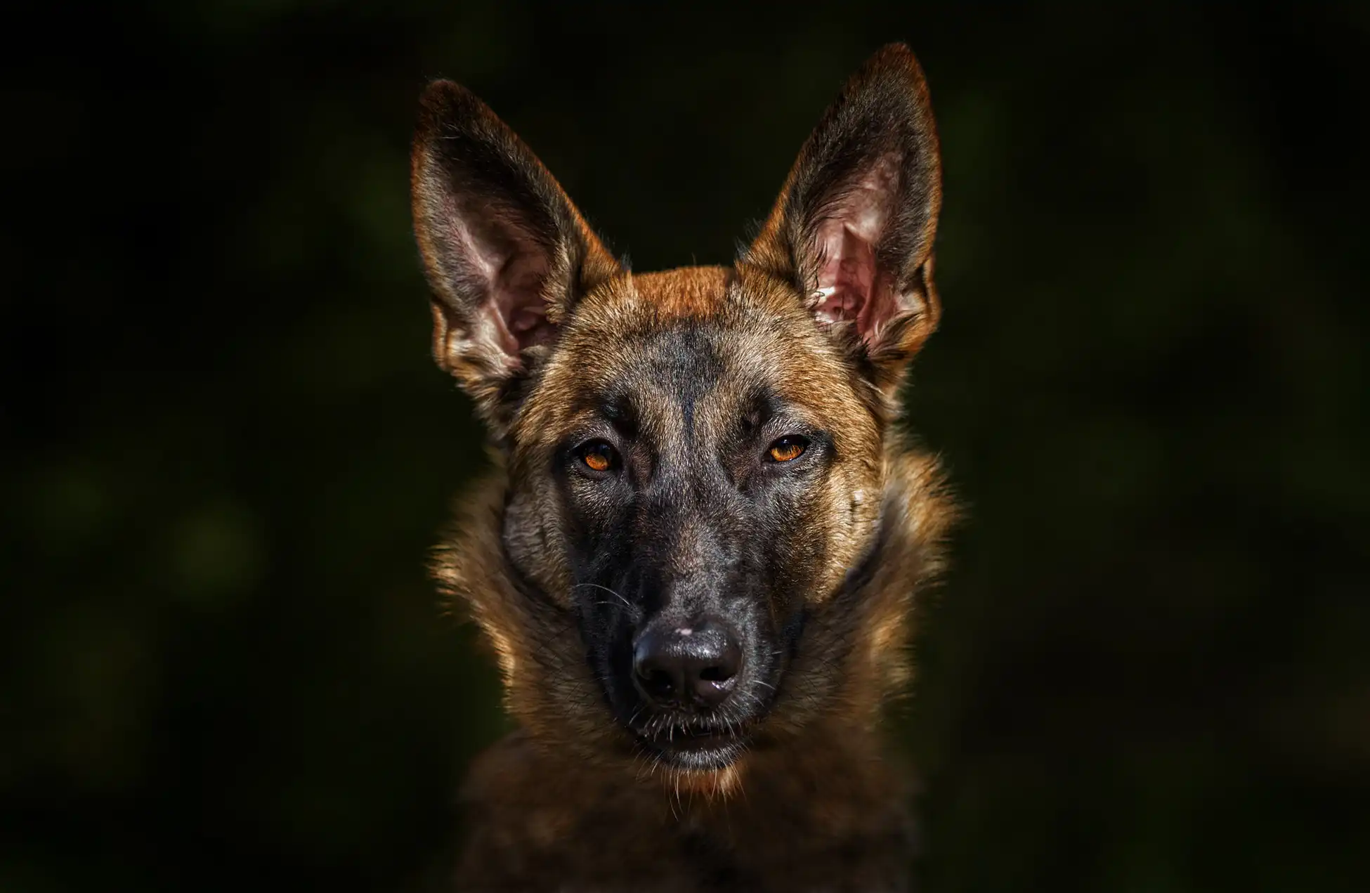 Yaletown Reactive Dog Training Zen Dog Canine Training