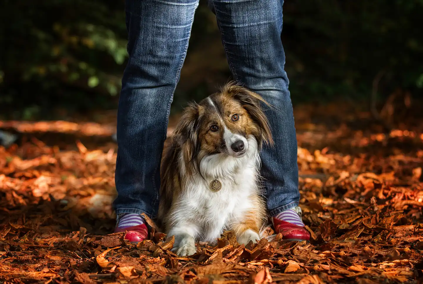 Our Zen Dogs - Zen Dog Canine Training
