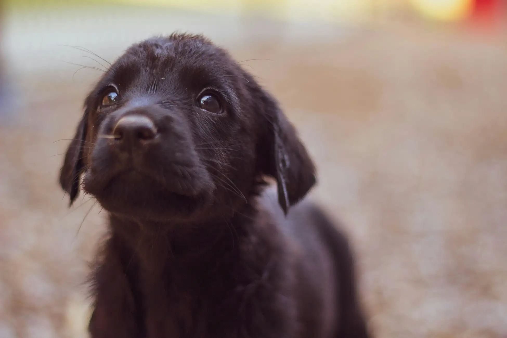 Separation Anxiety Blues - Zen Dog Canine Training Vancouver - dog separation