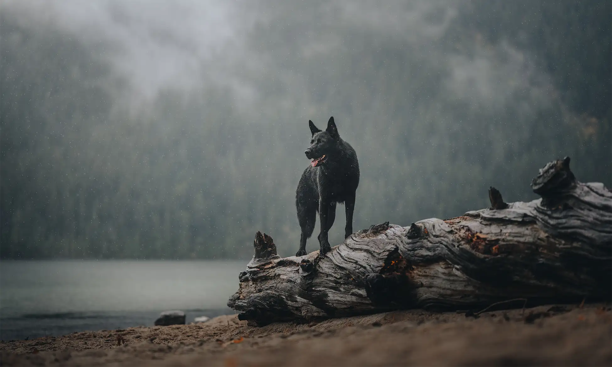 Take That Photograph! Zen Dog Canine Training