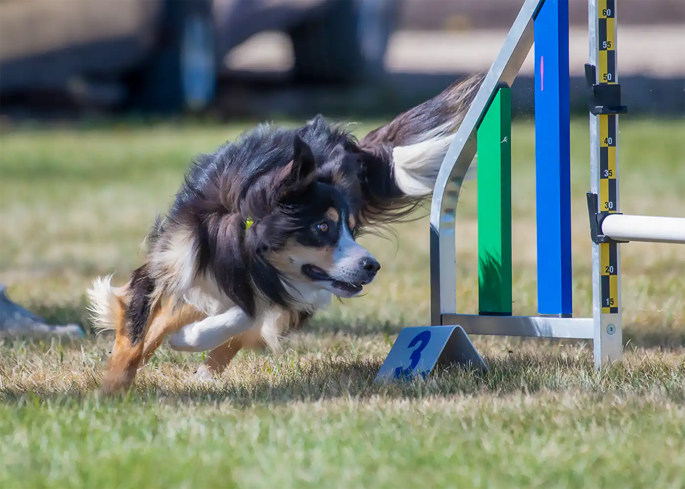 Why Agility? - Zen Dog Canine Training Vancouver - Post WhyAgility1