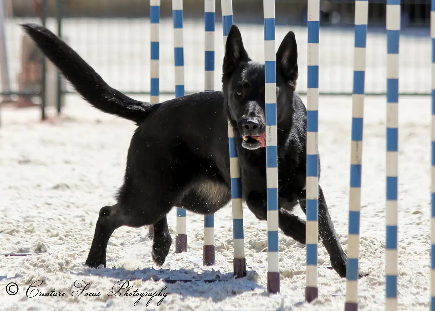 Why Agility? - Zen Dog Canine Training Vancouver - Post WhyAgility2