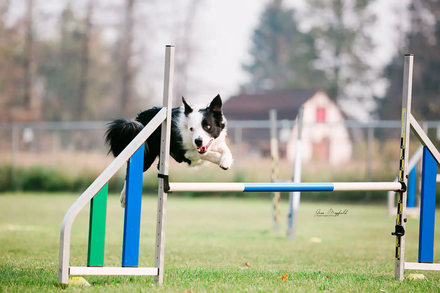 Why Agility? - Zen Dog Canine Training Vancouver - Post WhyAgility3