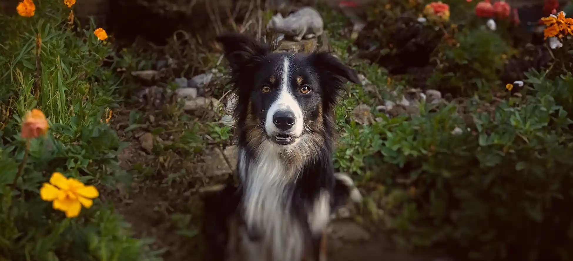 5 Lesson package Zen Dog Canine Training