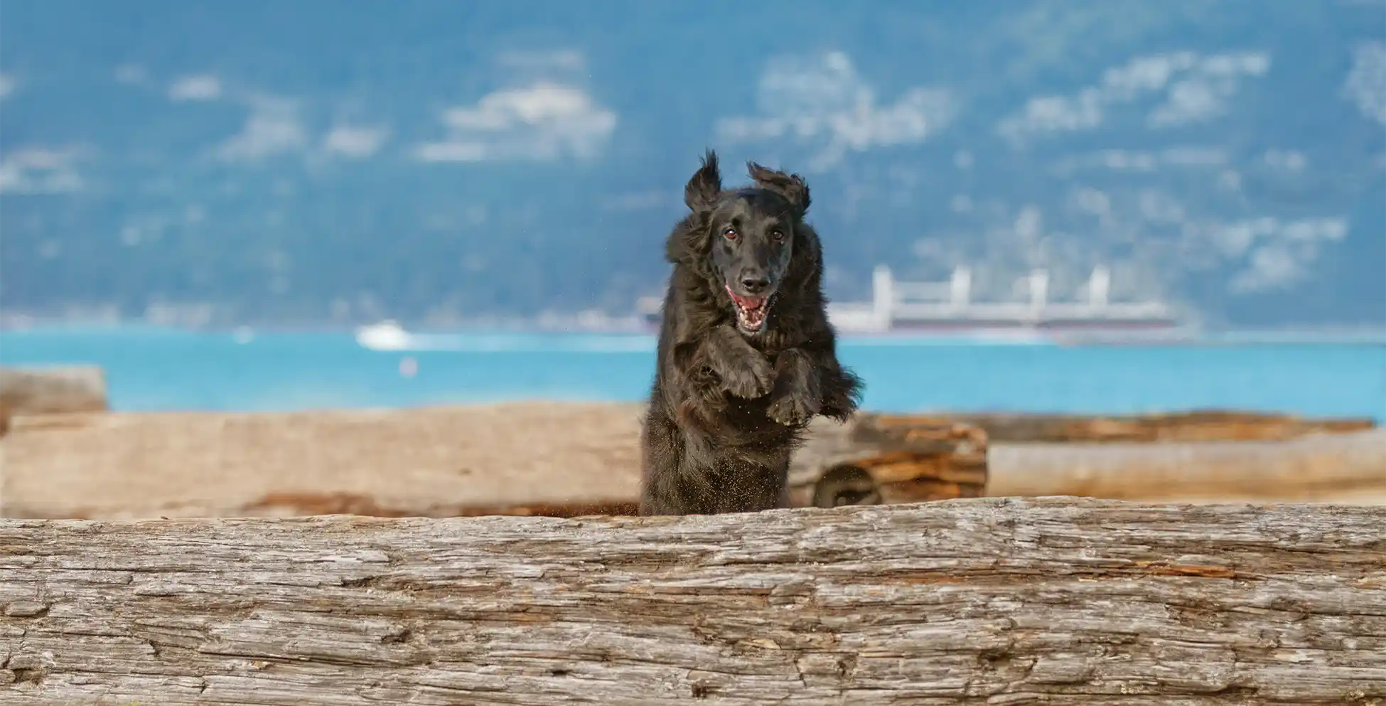 8 Lesson package Zen Dog Canine Training