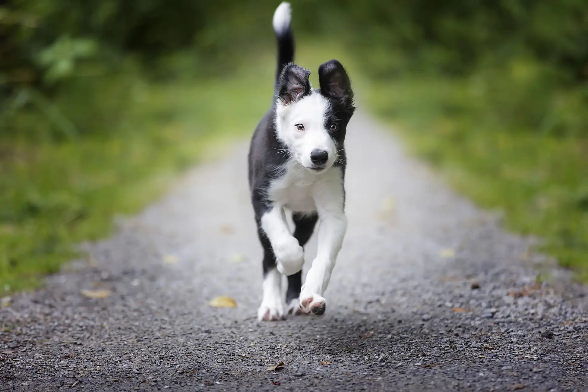 Zen Puppy Jump Start Zen Dog Canine Training