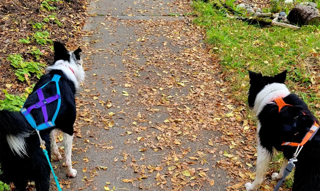 RUNNING WITH YOUR DOG Canicross