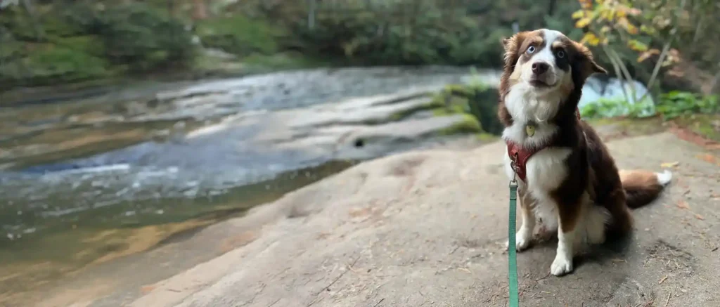 Zen Dog Canine Training Vancouver's Featured Student