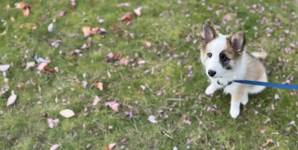 Zen Dog Featured Student: Mugi - Vancouver Dog Training