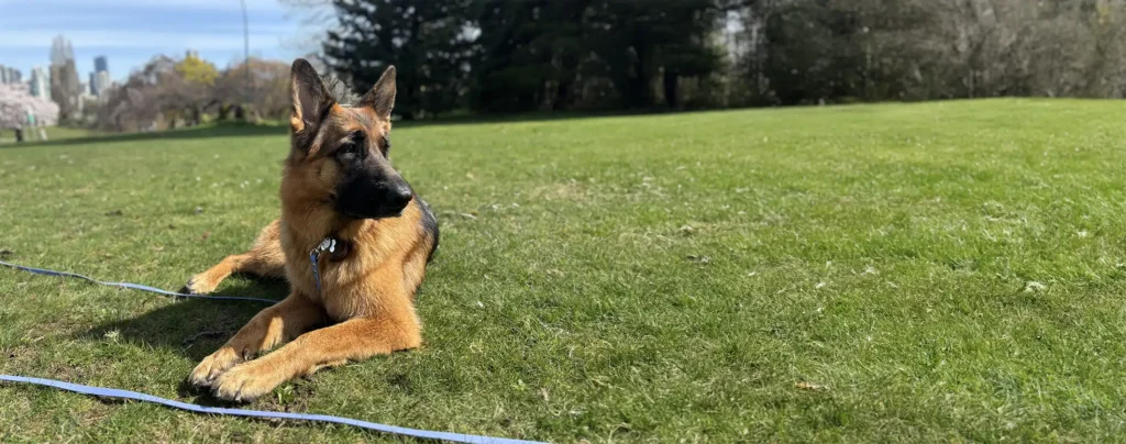 Featured Student Heidi - Zen Dog Canine Training