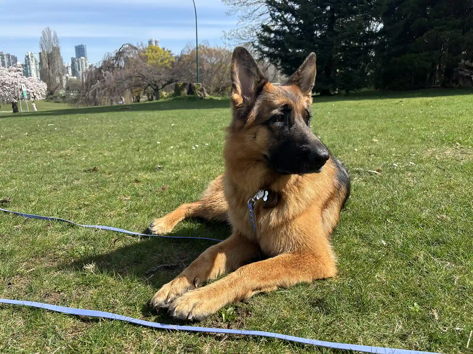 Featured Student: Heidi - Zen Dog Canine Training Vancouver - Featured Student Heidi1 Featured Student: Heidi - Zen Dog Canine Training Vancouver - Featured Student Heidi1