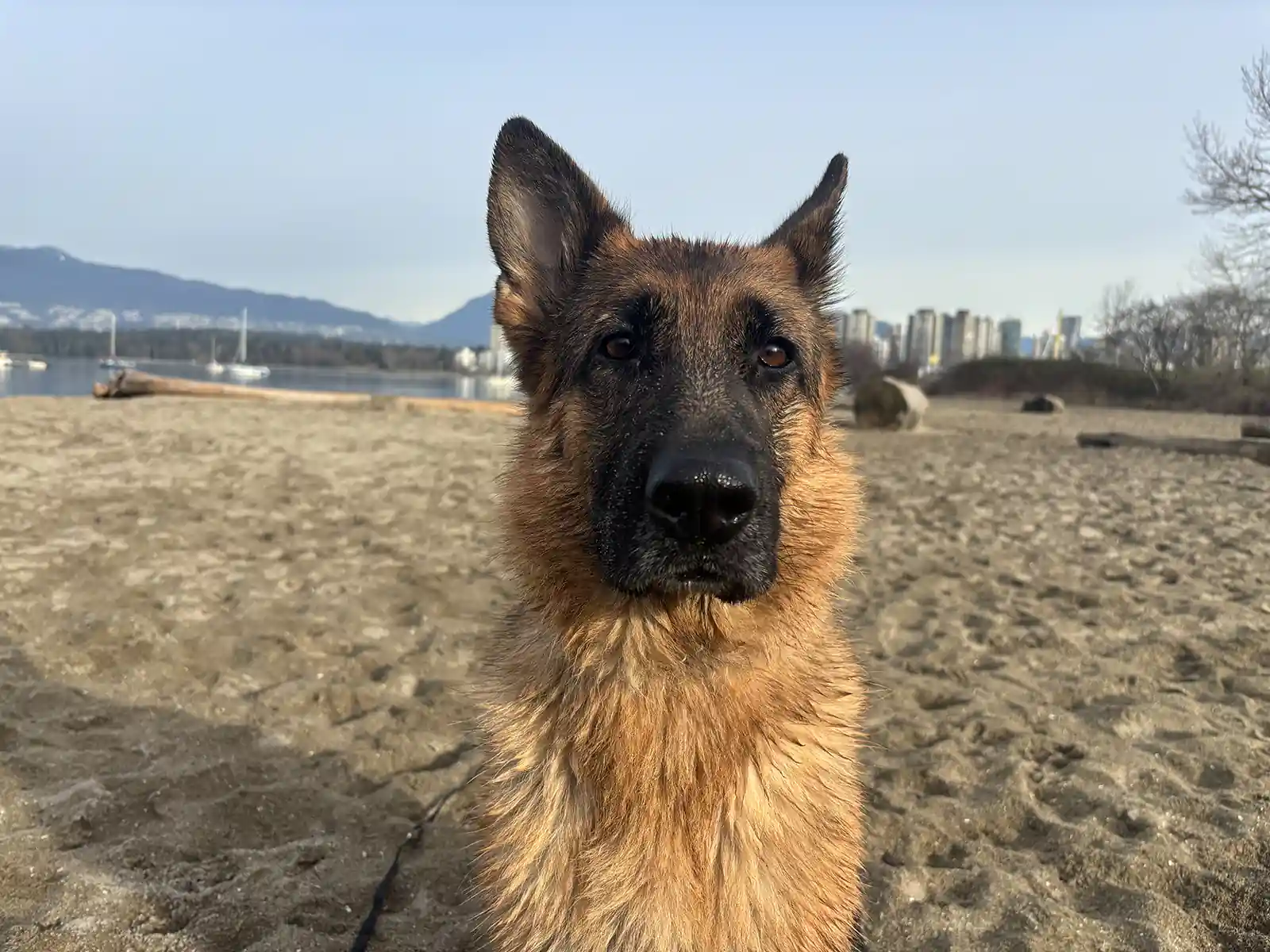 Featured Student: Heidi - Zen Dog Canine Training Vancouver - Featured Student Heidi2 Featured Student: Heidi - Zen Dog Canine Training Vancouver - Featured Student Heidi2