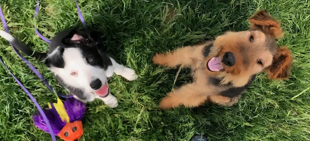 FIRST THINGS TO TEACH YOUR PUPPY - Vancouver Puppy Training, Puppy Classes