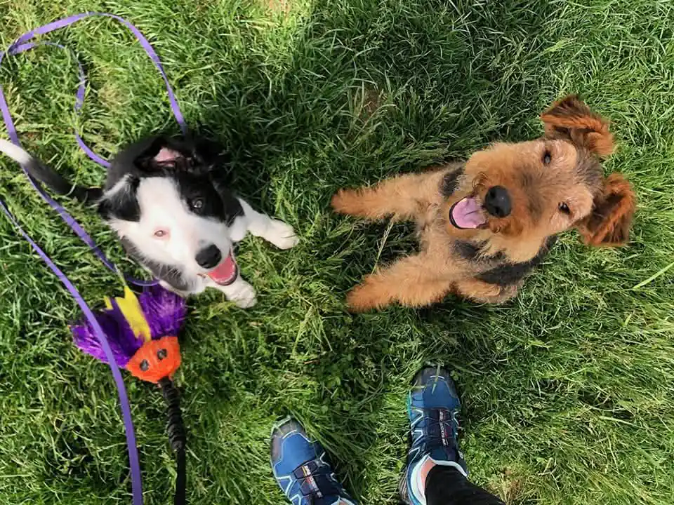 First Things to Teach Your Puppy - Zen Dog Canine Training Vancouver - FIRST THINGS TO TEACH YOUR PUPPY1 Puppy training classes Vancouver