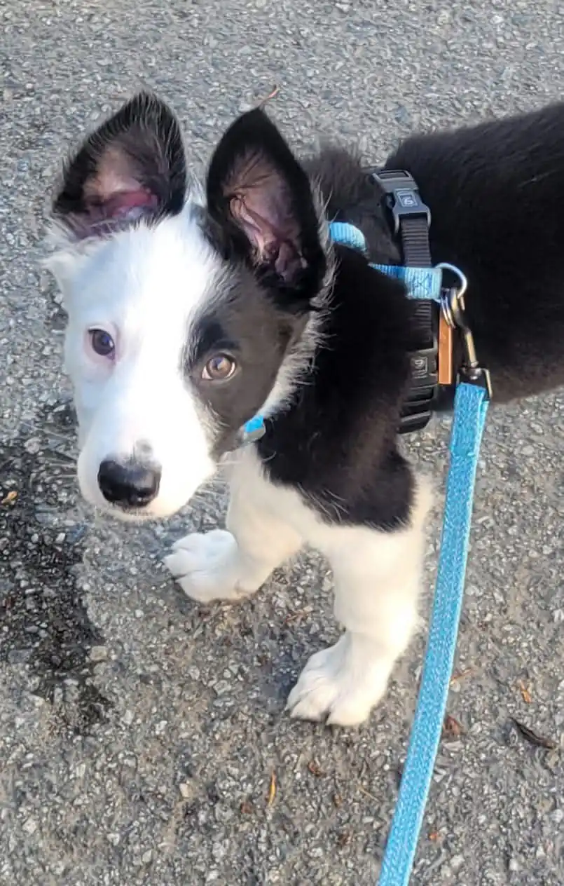 First Things to Teach Your Puppy - Zen Dog Canine Training Vancouver - FIRST THINGS TO TEACH YOUR PUPPY2 Puppy classes Vancouver - Zen Dog Canine Training