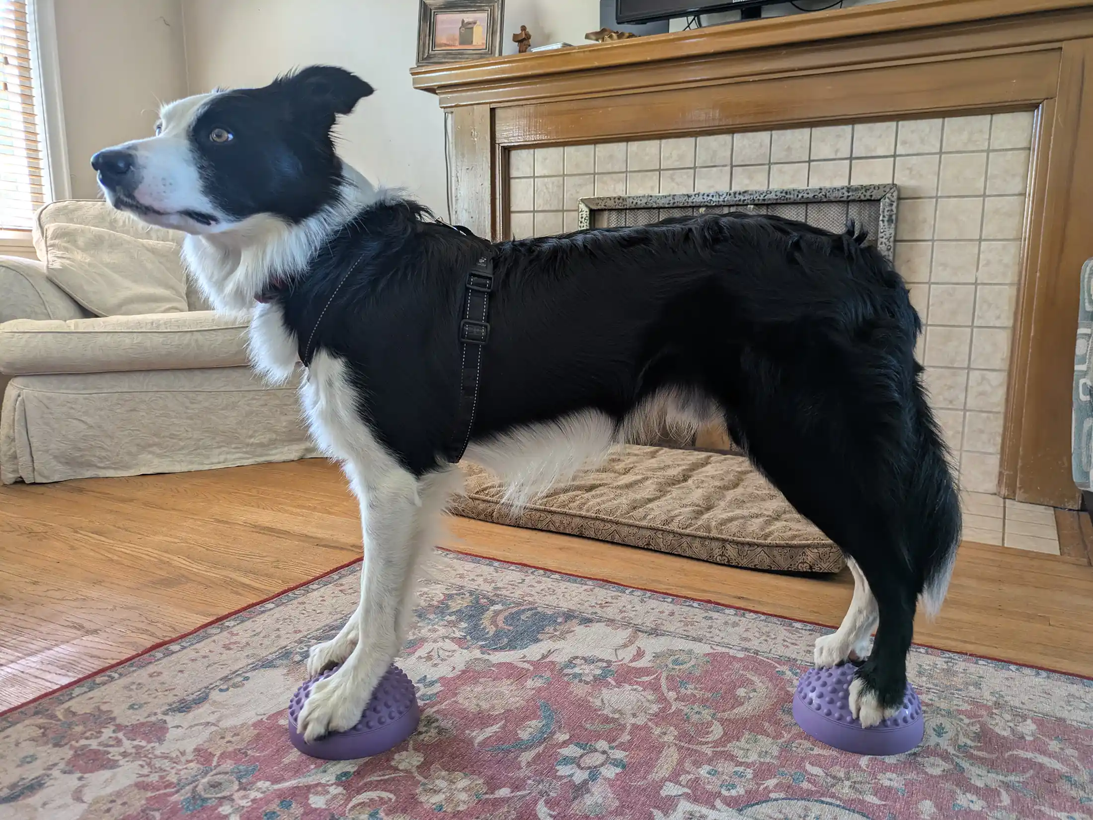 Understanding Reinforcement Zones - Zen Dog Canine Training Vancouver - Understanding Reinforcement Zones Main UNDERSTANDING REINFORCEMENT ZONES