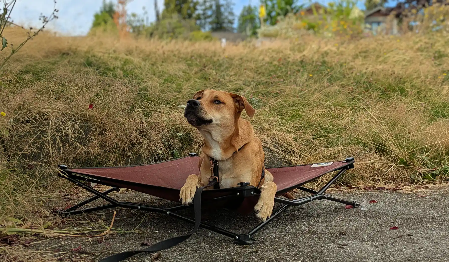 Understanding Reinforcement Zones - Zen Dog Canine Training Vancouver - Understanding Reinforcement Zones PXL 20250726 173127068.MP2 Understanding Reinforcement Zones outside walk