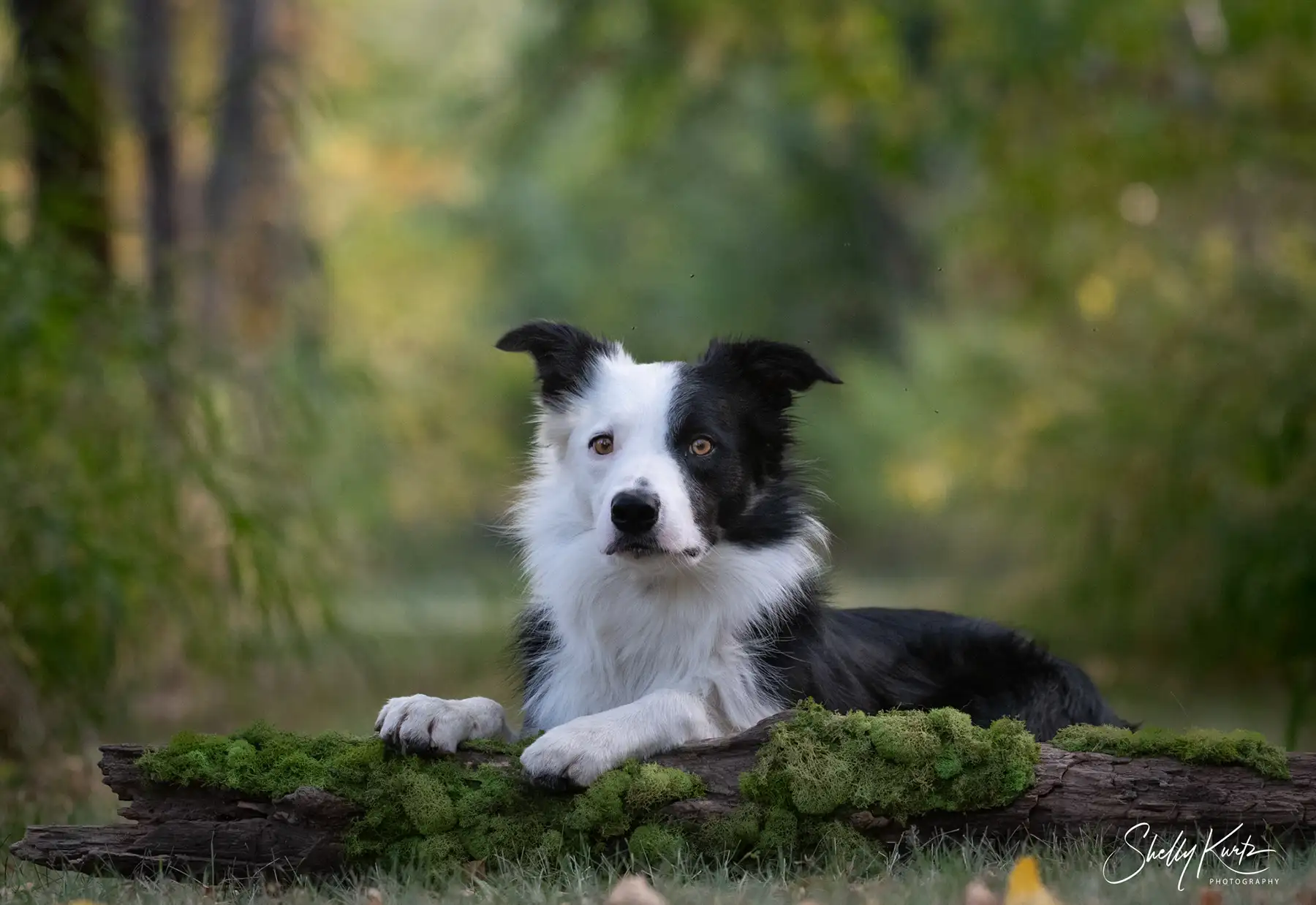 Back to School: How to prepare for your lesson - Zen Dog Canine Training Vancouver - PrepareForLesson Discover essential tips for preparing your dog for training classes in Vancouver. From motivation to energy management, get the most out of your lesson.
