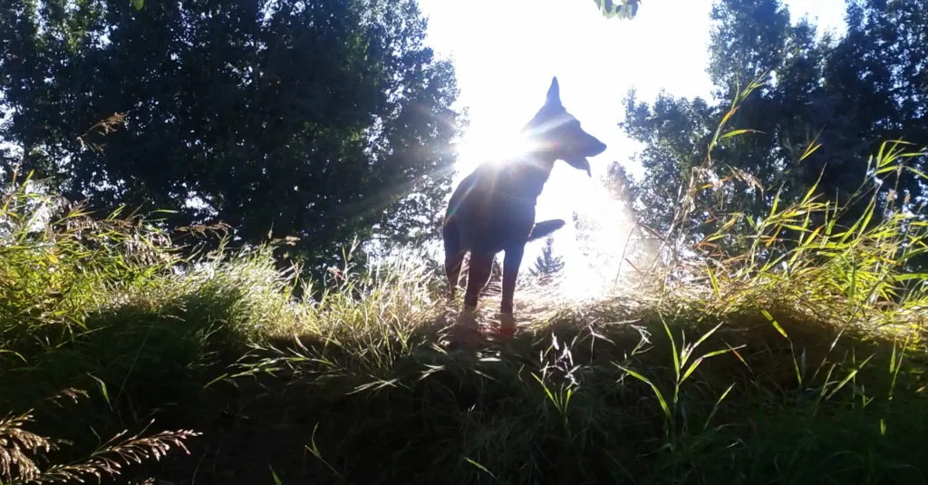 Dog Training Priorities: Choose the Hill You're Going to Die On