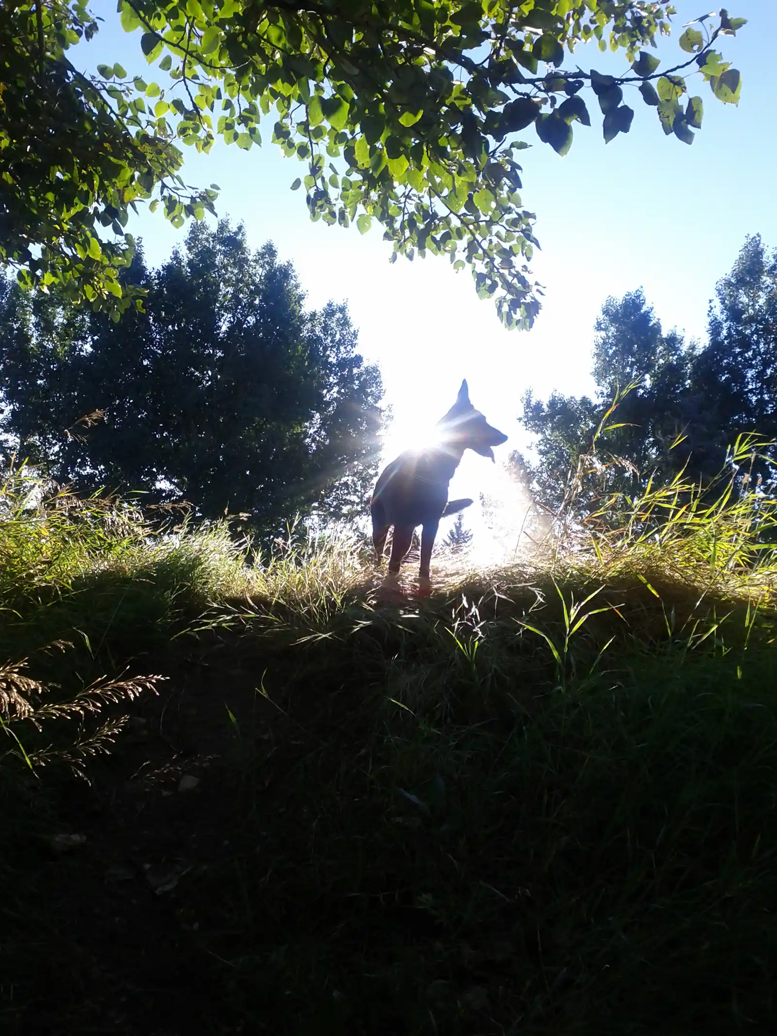 Dog Training Priorities: Choose the Hill You're Going to Die On - Zen Dog Canine Training Vancouver - Dog Training Priorities Choose the Hill Youre Going to Die On 2 Dog Training Priorities: Choose the Hill You're Going to Die On - Zen Dog Canine Training - dog trainers Vancouver