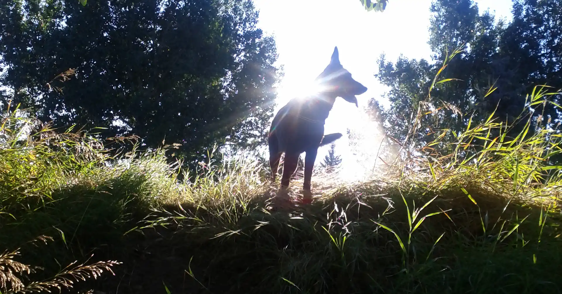 Dog Training Priorities: Choose the Hill You're Going to Die On