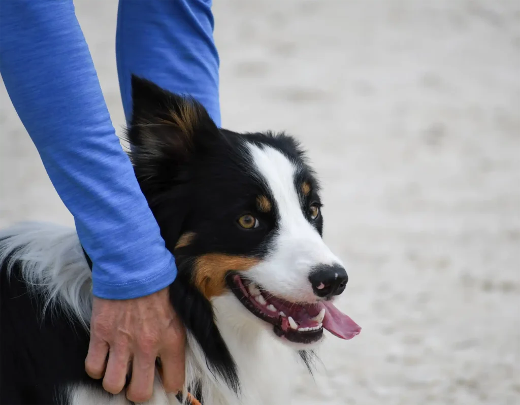SIX ESSENTIALS FOR GOOD TRAINING - dog training Vancouver