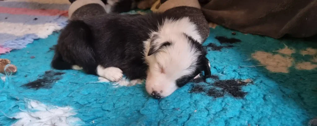 Introducing a New Puppy to the Household