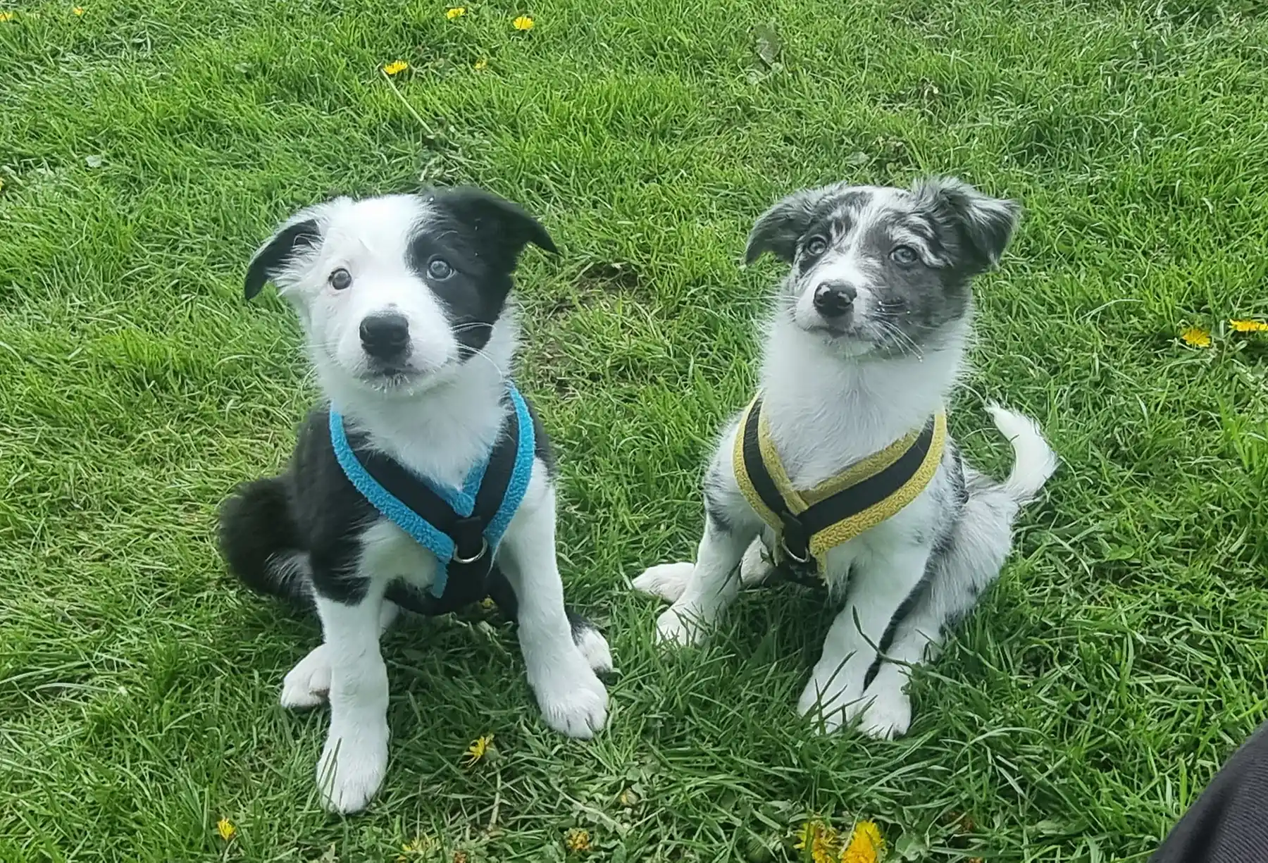 Introducing a New Puppy to the Household - Zen Dog Canine Training Vancouver - Introducing a New Puppy to the Household 2