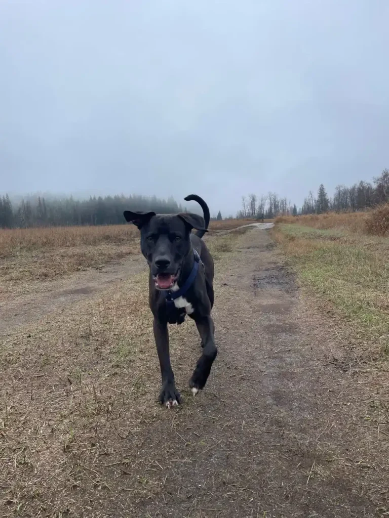 Freddy: Featured Rescue - Zen Dog Canine Training Vancouver - Freddy 4 Freddy - rescue dog in BC Canada - Zen Dog Canine Training