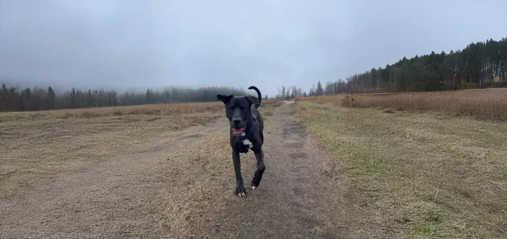 Freddy: Featured Rescue dog