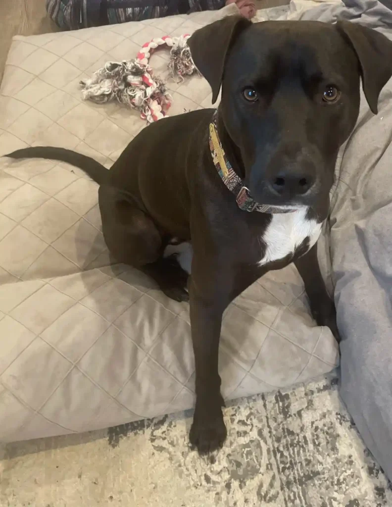 Freddy: Featured Rescue - Zen Dog Canine Training Vancouver - Freddy 5 Freddy - rescue dog in BC Canada - Zen Dog Canine Training