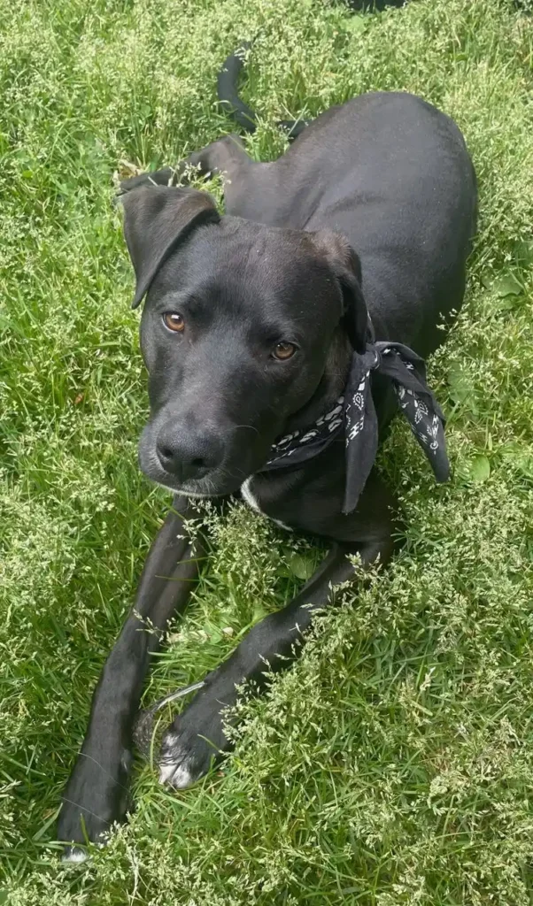 Freddy: Featured Rescue - Zen Dog Canine Training Vancouver - Freddy 6 Freddy - rescue dog in BC Canada - Zen Dog Canine Training