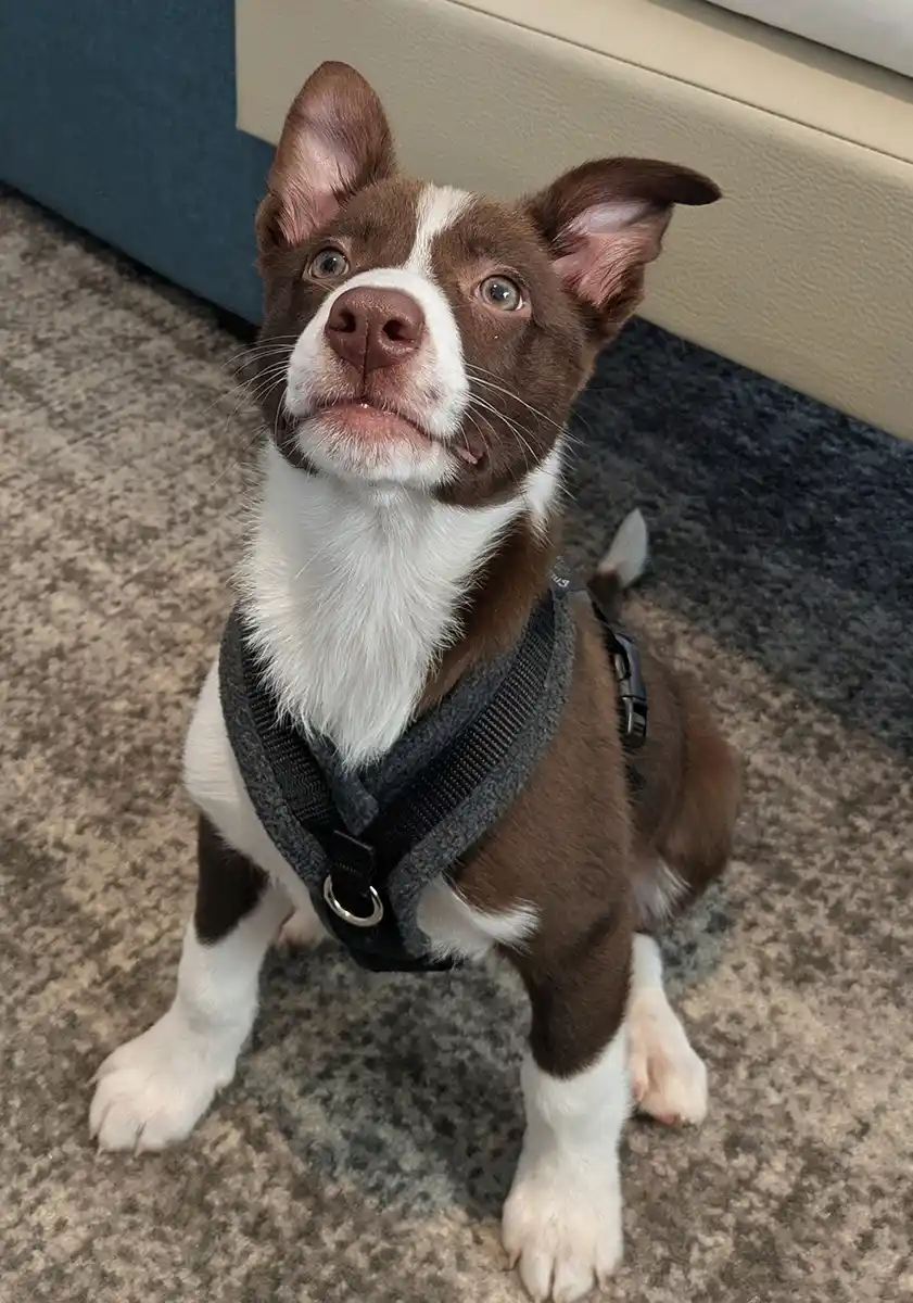 Puppy Socialization in Vancouver