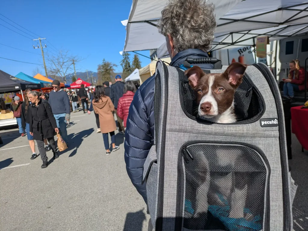 Puppy Socialization – Creating an Optimistic Dog - Zen Dog Canine Training Vancouver - Kindergarten