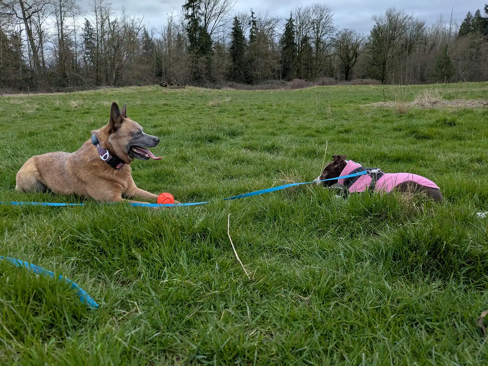 Puppy Socialization - Zen Puppy Kindergarten