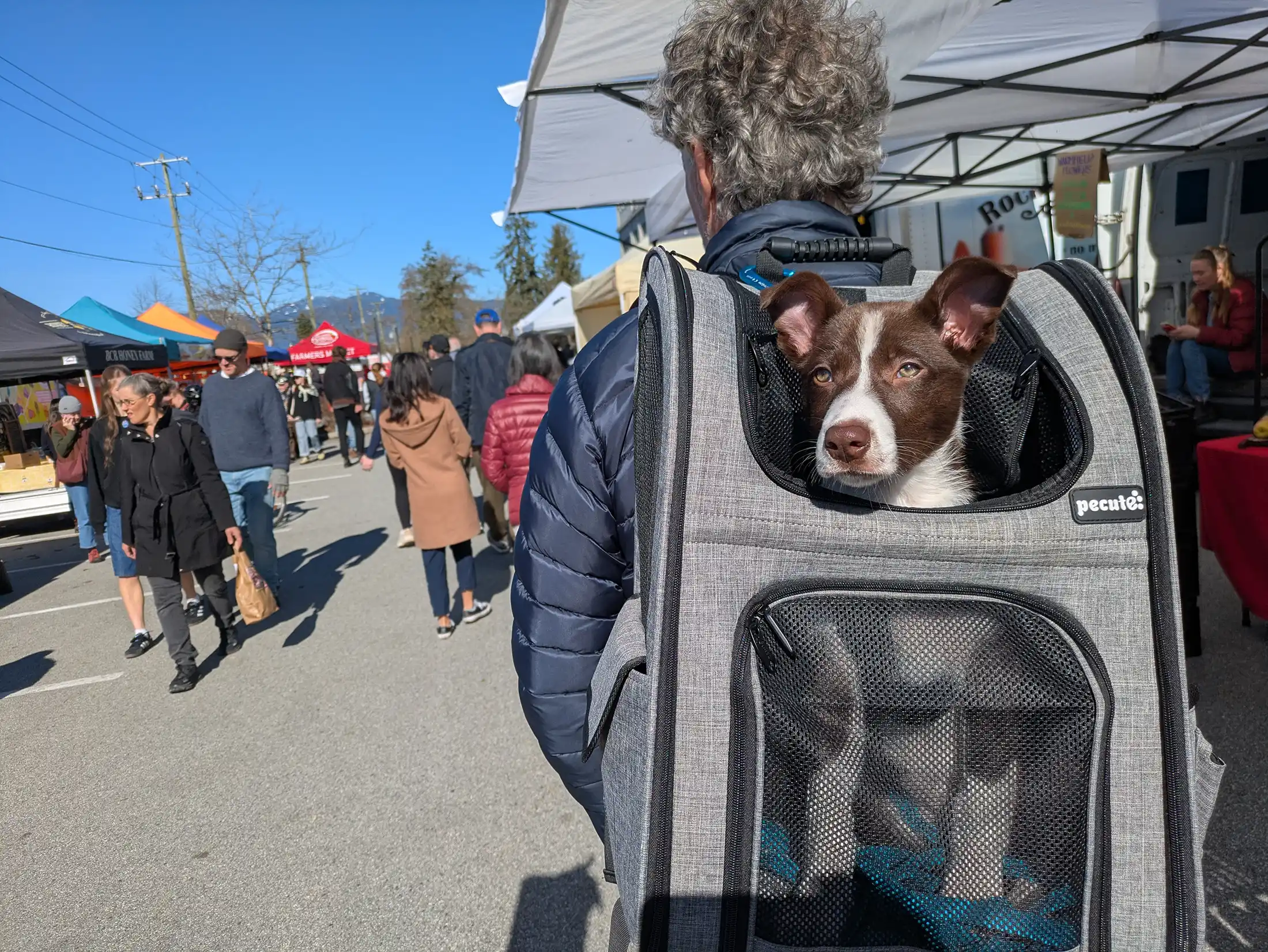Puppy Socialization – Creating an Optimistic Dog - Zen Dog Canine Training Vancouver - Kindergarten