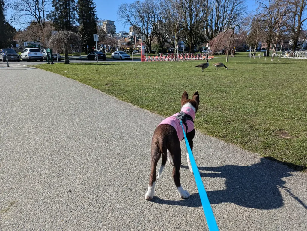 Puppy Socialization Part Two – Creating a Resistance to Stress - Zen Dog Canine Training Vancouver - Puppy Socialization Part Two – Creating a Resistance to Stress 4