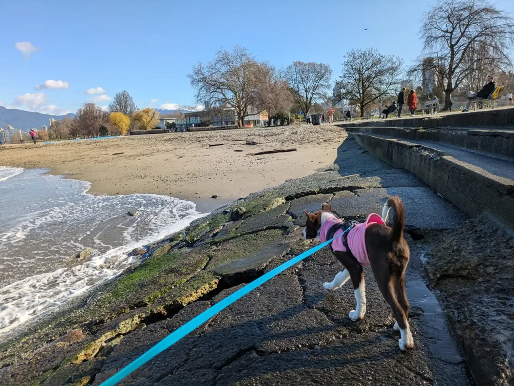 Puppy Socialization Part Two – Creating a Resistance to Stress - Zen Dog Canine Training Vancouver - Puppy Socialization Part Two – Creating a Resistance to Stress 6