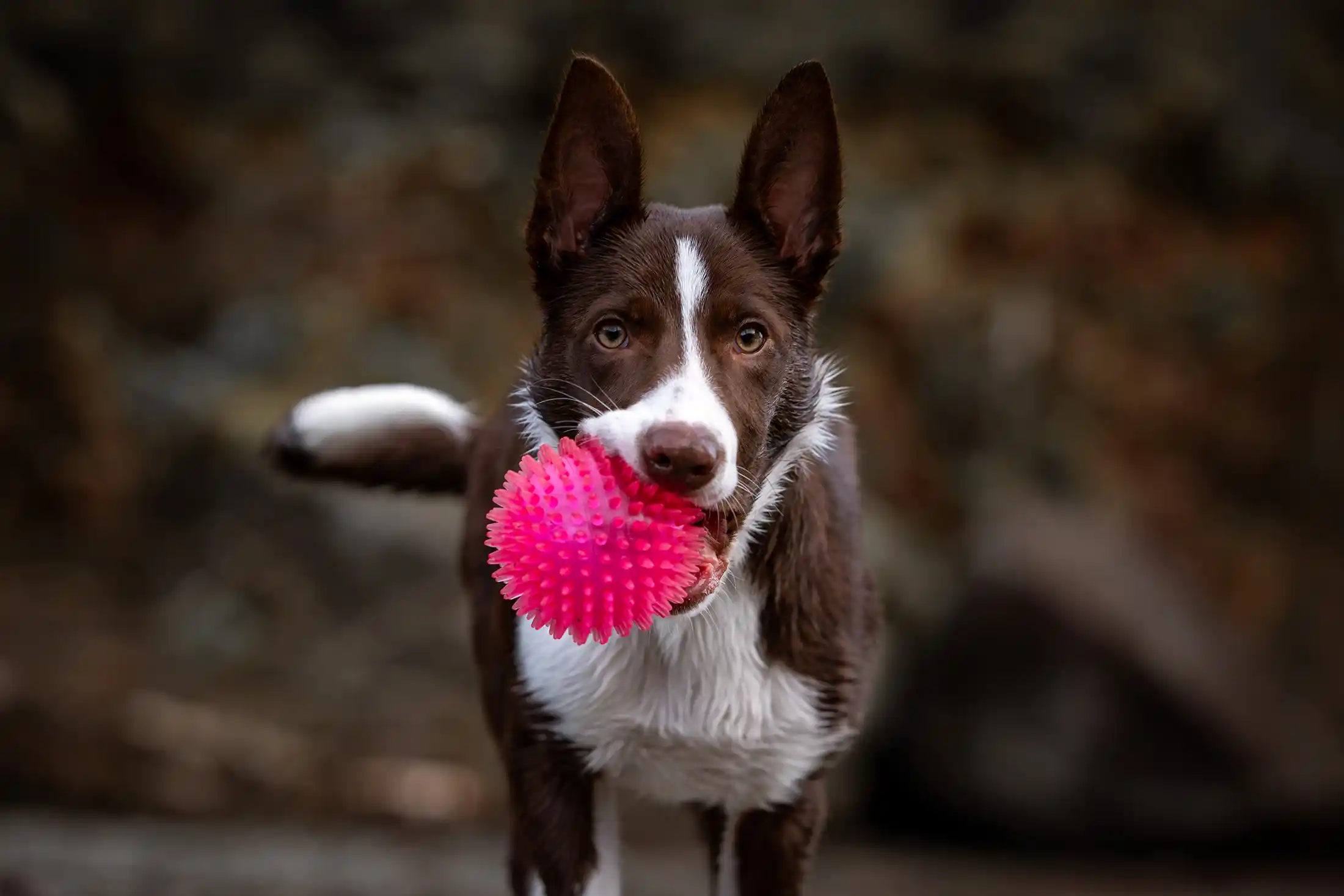 Puppy Socialization Part Two – Creating a Resistance to Stress - Zen Dog Canine Training Vancouver