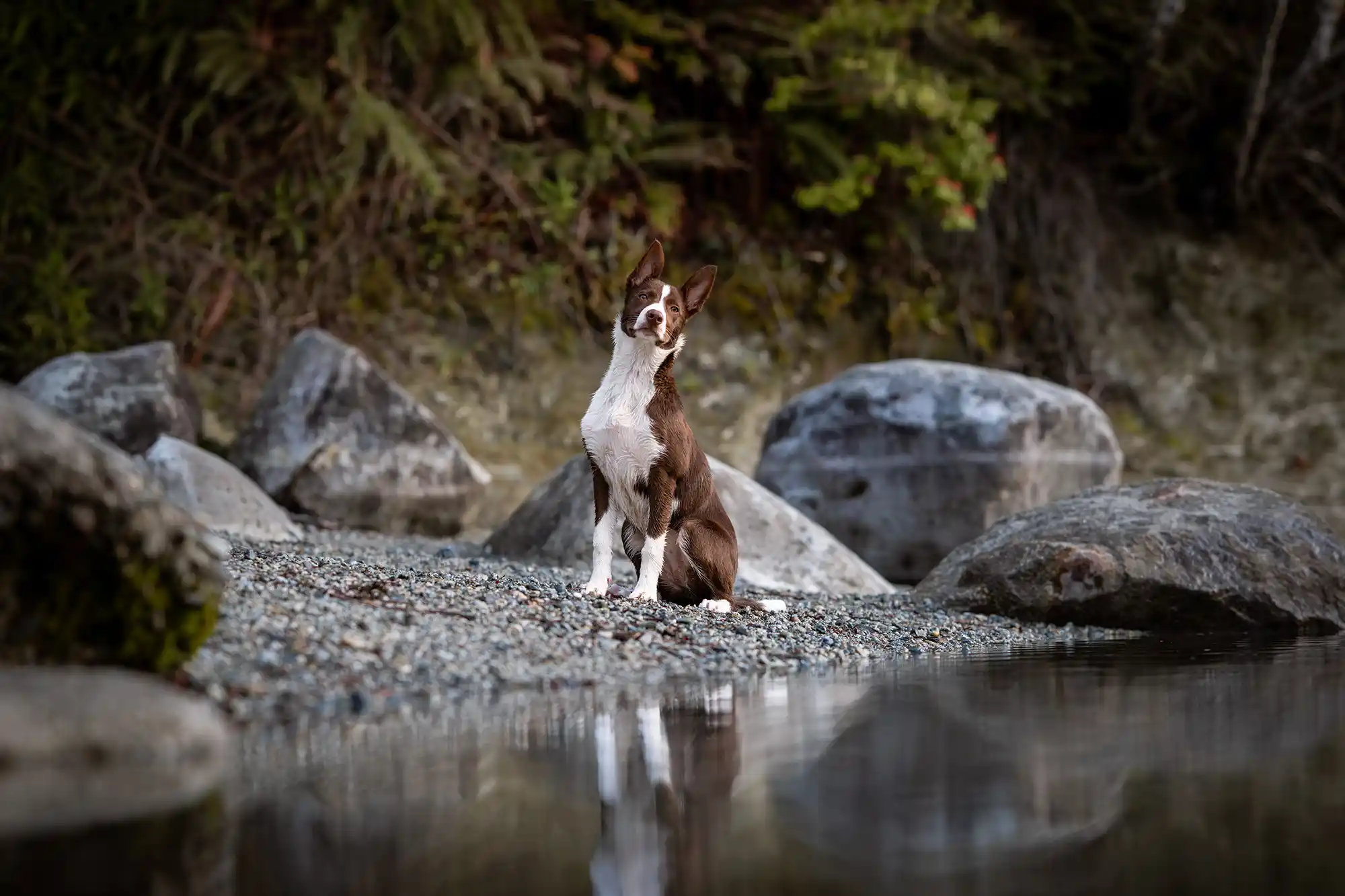 The Importance of Early Learning in Puppies - Zen Dog Canine Training Vancouver - The Importance of Early Learning in Puppies 2