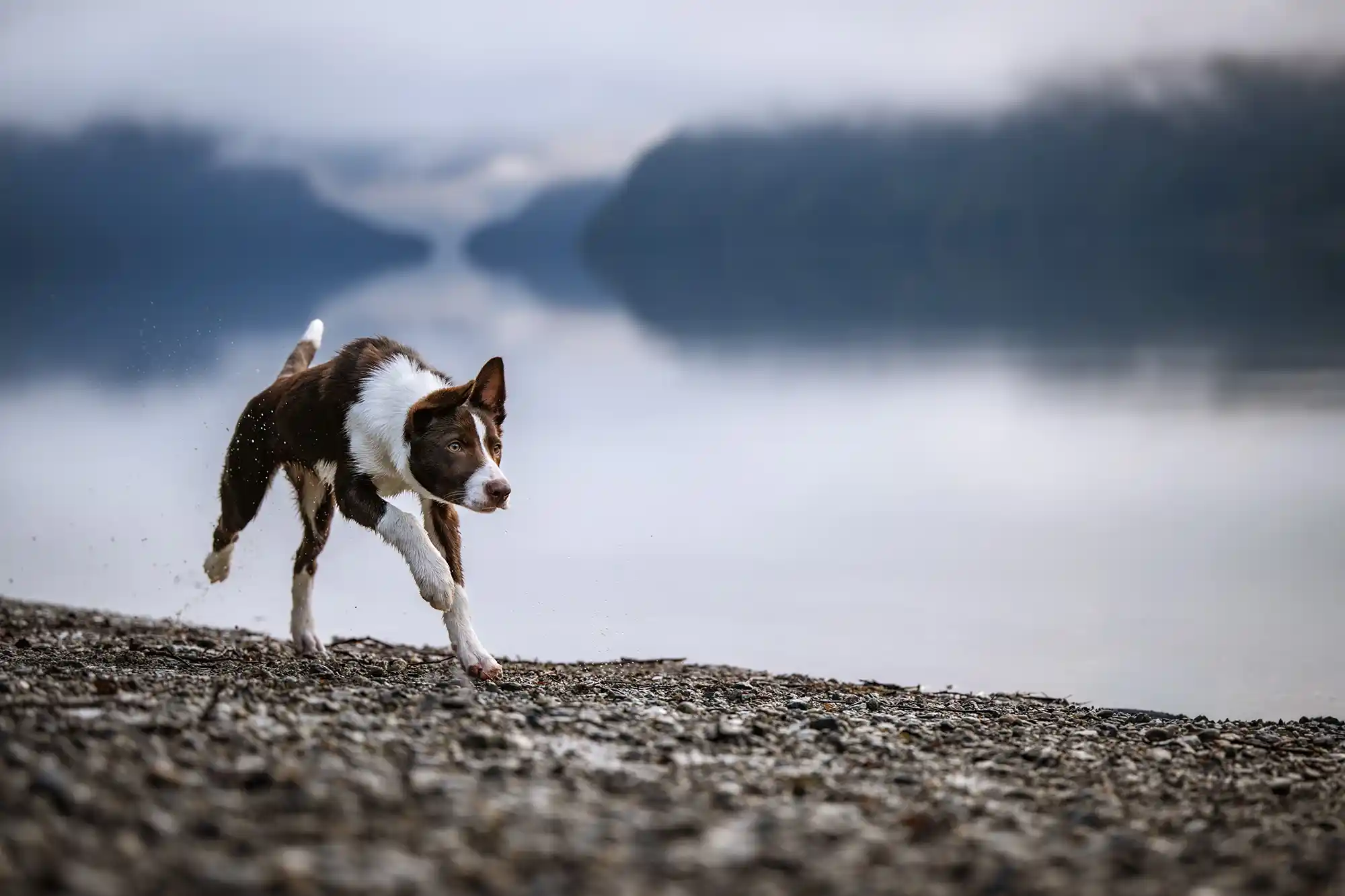 The Importance of Early Learning in Puppies