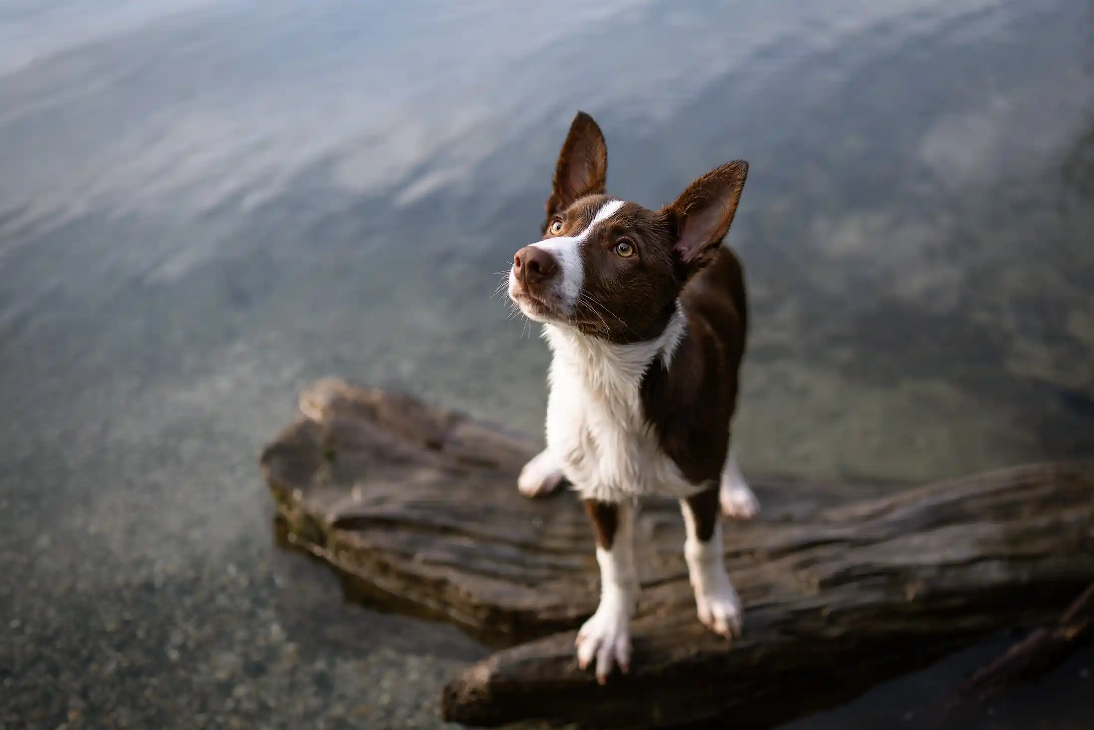 The Importance of Early Learning in Puppies
