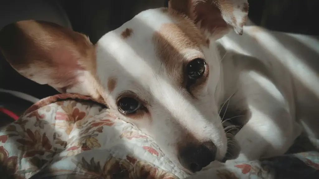 Your New Rescue Dog -The First Three Weeks in Vancouver