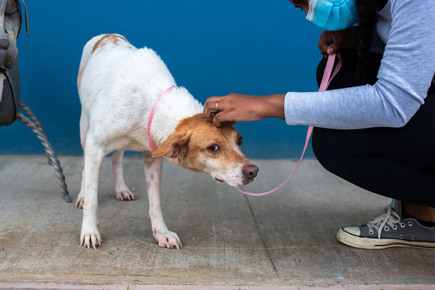 Your New Rescue Dog -The First Three Weeks