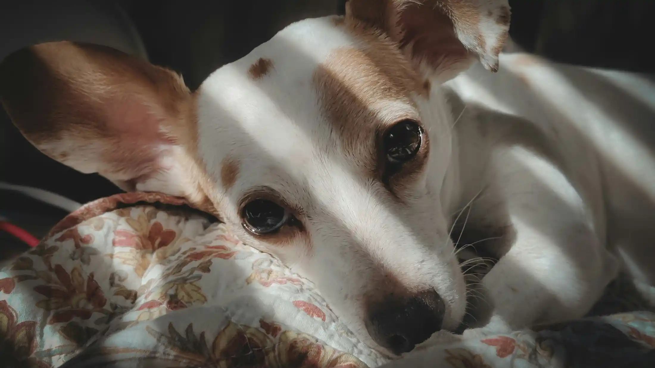 Your New Rescue Dog -The First Three Weeks in Vancouver