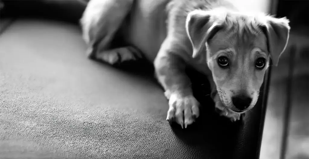 Fear Periods in Puppies