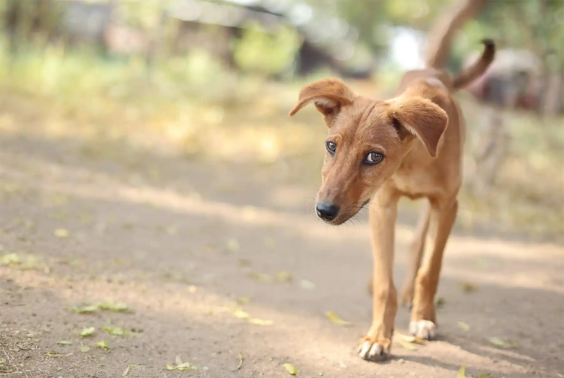Fear Periods in Puppies: What Has Happened to My Perfect Puppy? - Zen Dog Canine Training Vancouver - Fear Periods in Puppies 2 Fear Periods in Puppies - Vancouver