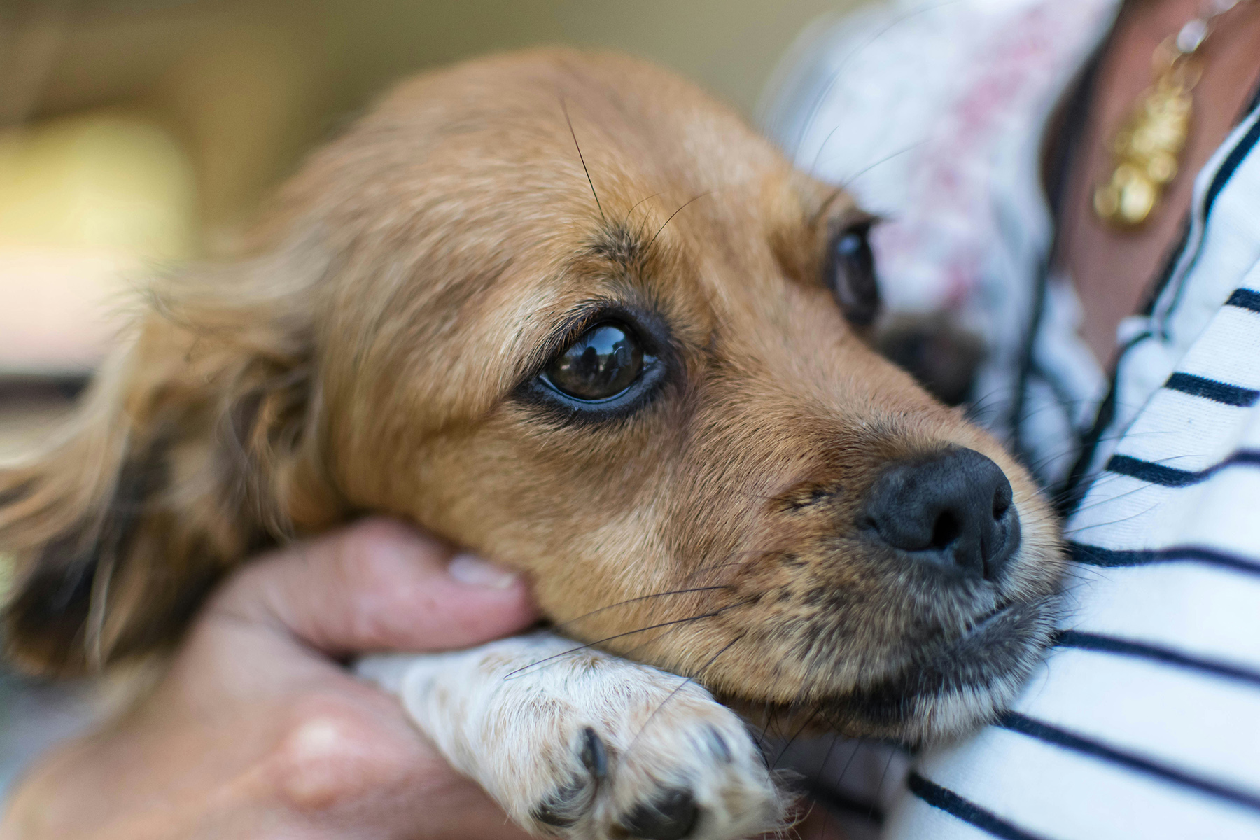 Fear Periods in Puppies: What Has Happened to My Perfect Puppy? - Zen Dog Canine Training Vancouver - Fear Periods in Puppies 3 Fear Periods in Puppies - Vancouver